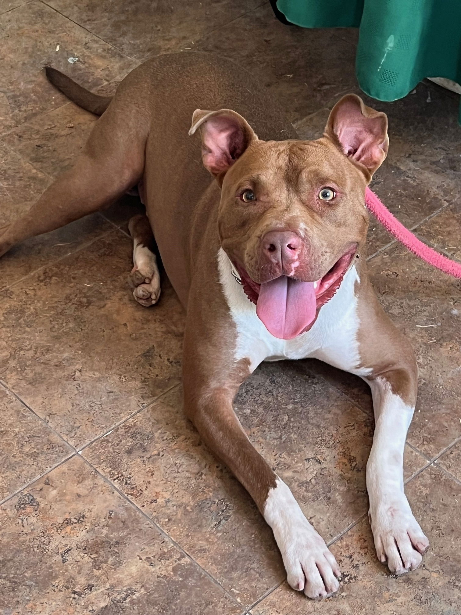 adoptable Dog in Phoenix, AZ named King Louis (Courtesy post)