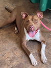 adoptable Dog in , AZ named King Louis (Courtesy post)