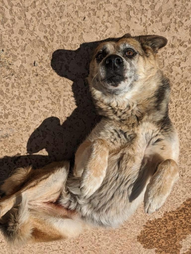 adoptable Dog in Phoenix, AZ named Ophelia  (Courtesy post)