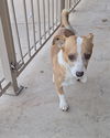 adoptable Dog in , AZ named Jack