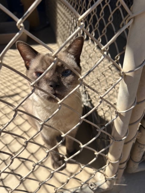 adoptable Cat in Phoenix, AZ named Marshmellow (Courtesy post)