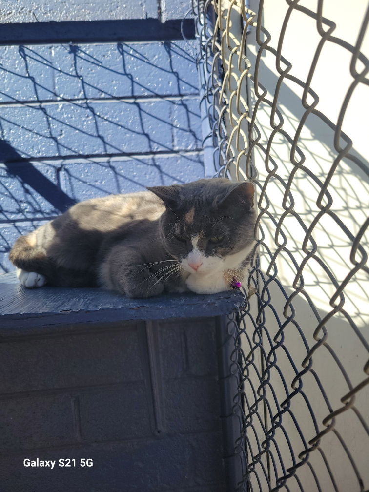 adoptable Cat in Phoenix, AZ named Mamas (Courtesy post)