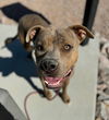 adoptable Dog in , AZ named Jack- URGENT URGENT