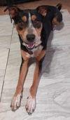 adoptable Dog in Phoenix, AZ named Collin (Courtesy post)