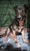 adoptable Dog in Phoenix, AZ named Tucker (Courtesy post)