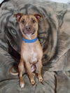 adoptable Dog in Phoenix, AZ named Dante (Courtesy post)
