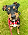 adoptable Dog in Phoenix, AZ named Charlie (Courtesy post)