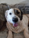 adoptable Dog in Phoenix, AZ named Squeak (Courtesy Post)