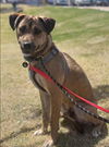 adoptable Dog in Phoenix, AZ named Henry (Courtesy post)