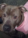 adoptable Dog in Phoenix, AZ named Gina (Courtesy post)