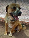adoptable Dog in Phoenix, AZ named PJ (Courtesy post)