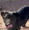 adoptable Dog in Phoenix, AZ named Bear (Courtesy post has brother Tip)