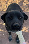 adoptable Dog in Phoenix, AZ named Tip (Courtesy post has brother Bear)