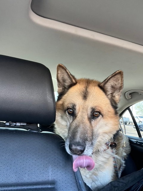 TOBY (COURTESY POST) - German Shepherd Dog available for adoption