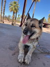 Toby (Courtesy post) - Photo 3