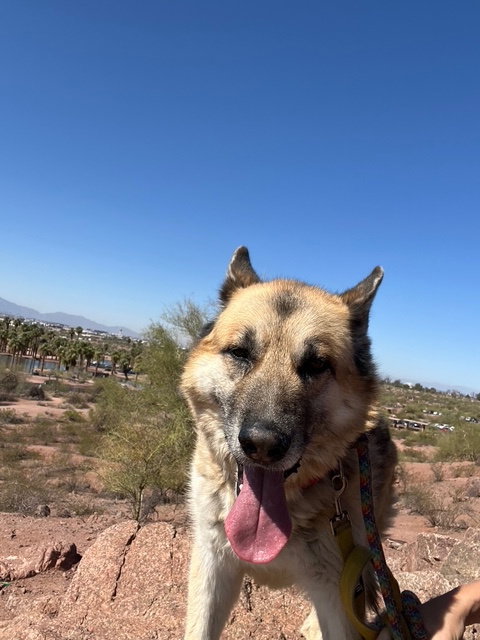 Toby (Courtesy post) — thumbnail 8