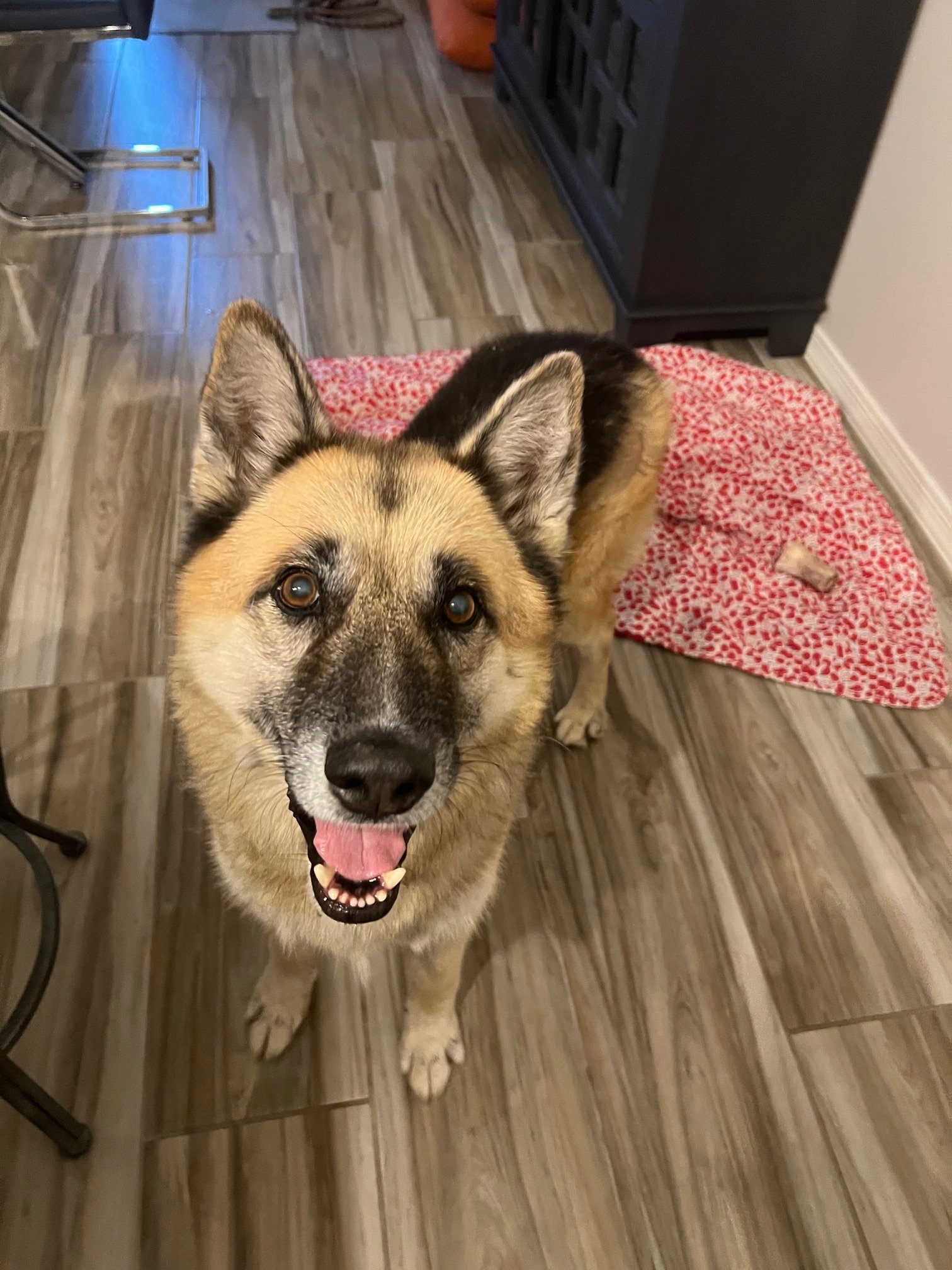 Toby (Courtesy post) Image