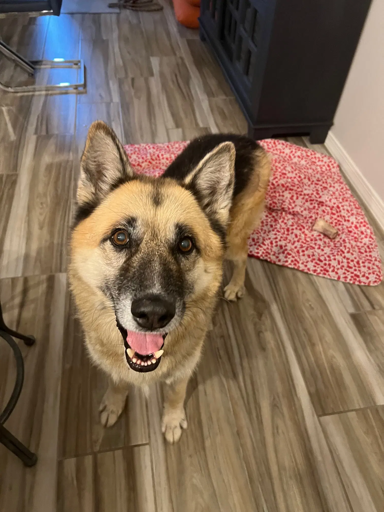 Toby Courtesy Post - German Shepherd Dog