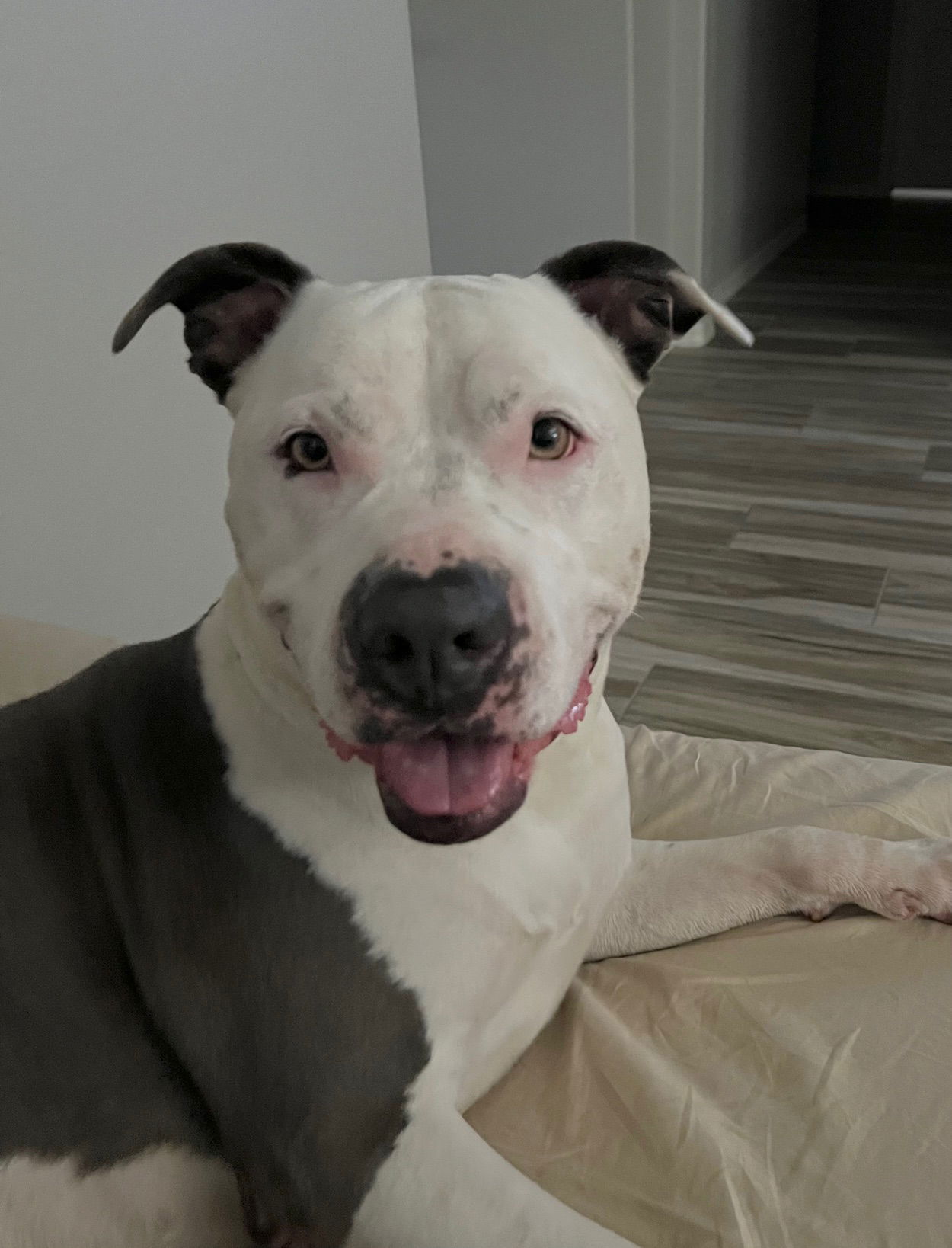 adoptable Dog in Phoenix, AZ named Zena