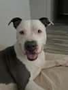 adoptable Dog in  named Zena