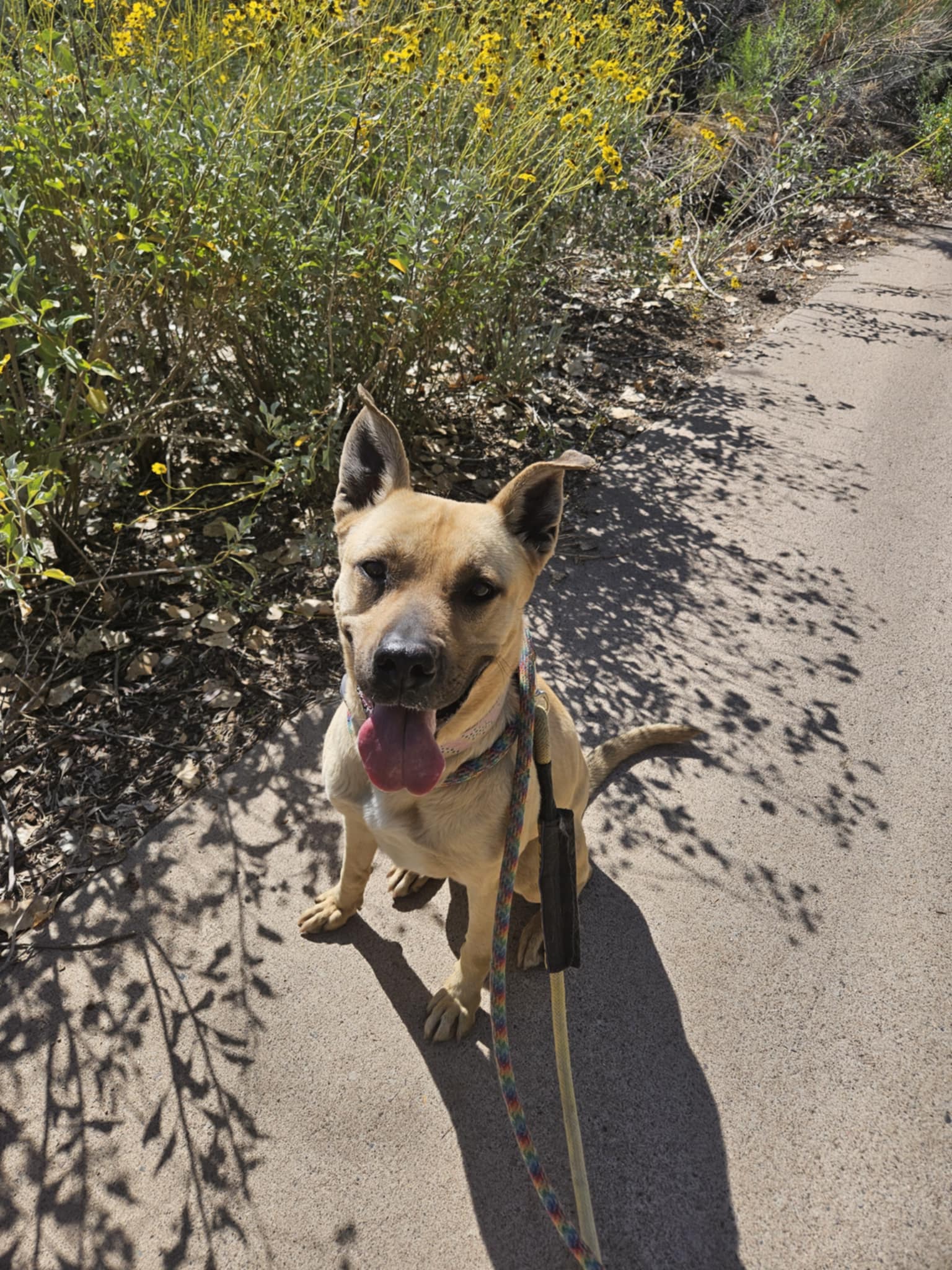 adoptable Dog in Phoenix, AZ named Tatiana (Courtesy post)