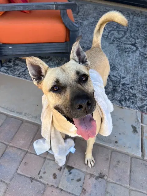 Tatiana - Black Mouth Cur