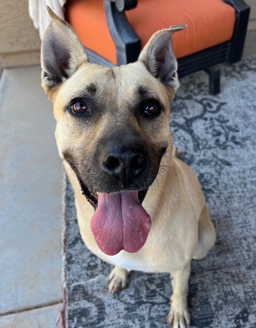 TATIANA - Black Mouth Cur / Shepherd available for adoption