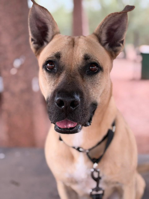 Tatiana, Black Mouth Cur / Shepherd / Mixed (medium coat)