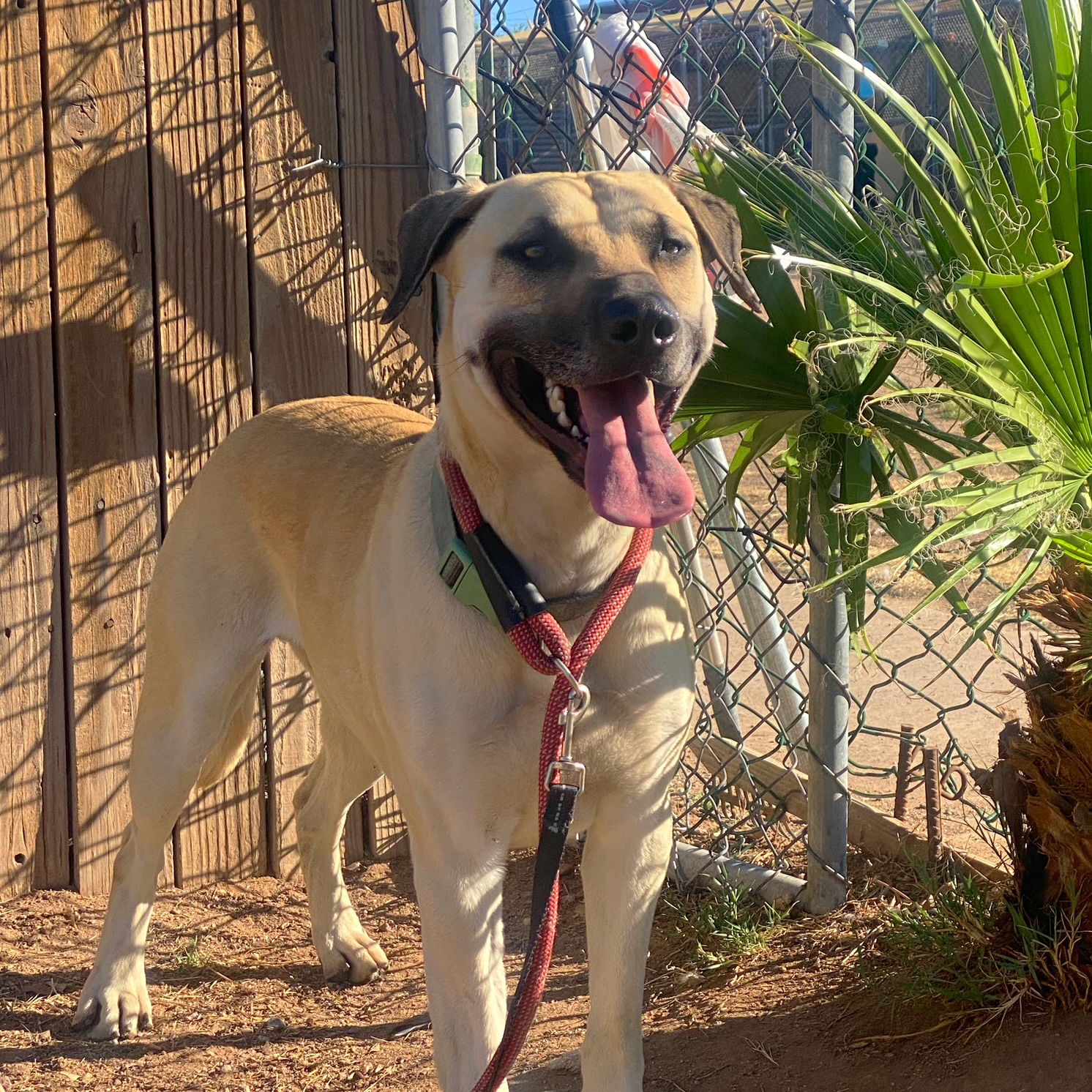 adoptable Dog in Phoenix, AZ named Marcus (Courtesy post) has sister Titiana