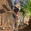 adoptable Dog in  named Marcus (Courtesy post) has sister Titiana