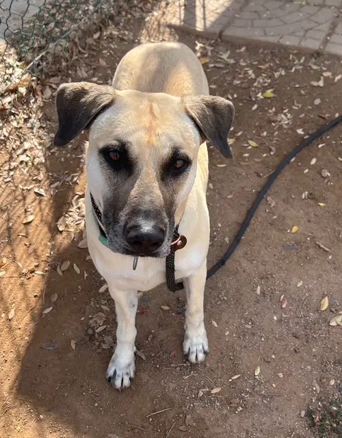 Marcus - Black Mouth Cur
