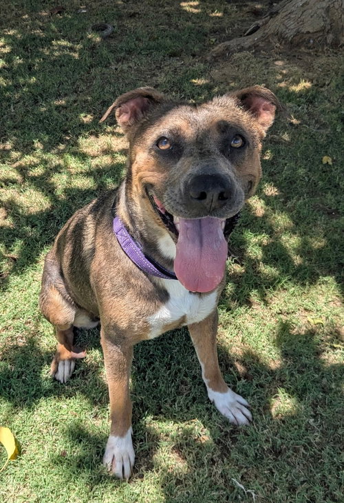 JESSA (COURTESY POST) - American Pit Bull Terrier available for adoption