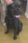 Thor - Photo 5