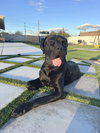 Thor - Photo 2