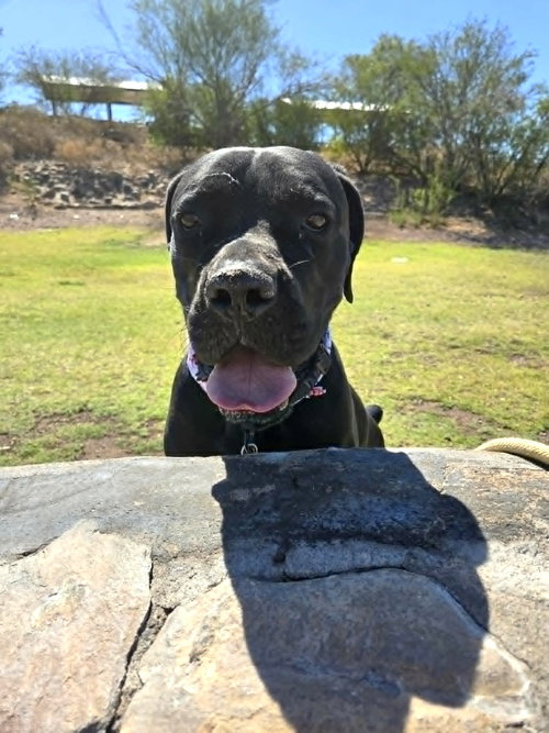 Thor photo 3