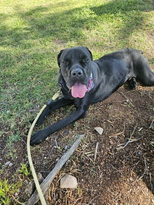 Thor photo 4