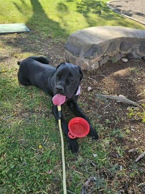 Thor photo 5