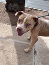 Bluey - Photo 4