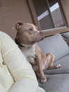 Bluey - Photo 2