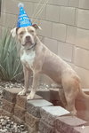 Bluey - Photo 3