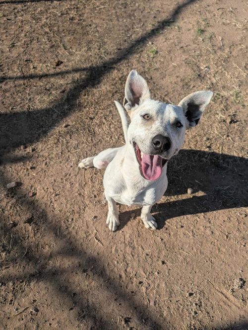 picture of the dog needing adoption