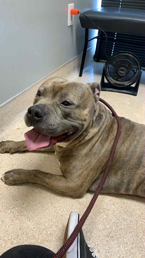 CRAIG - American Staffordshire Terrier available for adoption