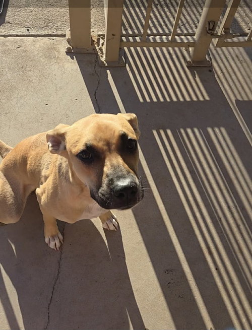 picture of the dog needing adoption