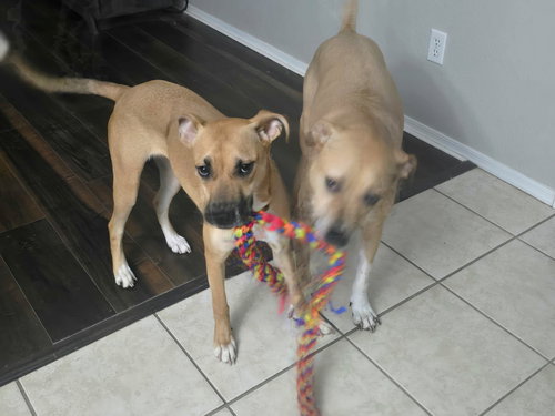 DESTINY - Shepherd / Black Mouth Cur available for adoption