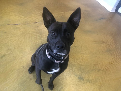 picture of the dog needing adoption