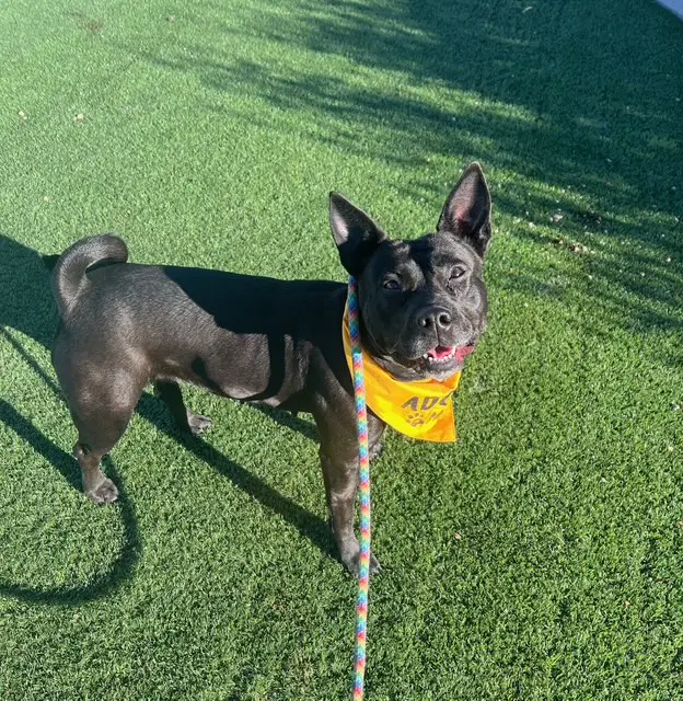 Maria - American Pit Bull Terrier