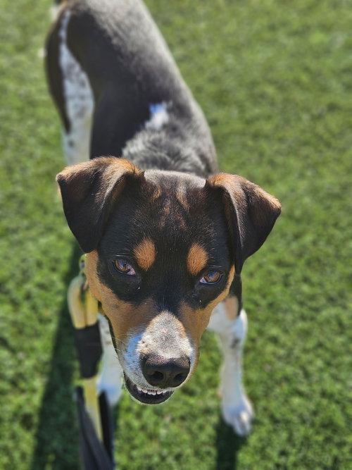 AVERY - Rat Terrier available for adoption