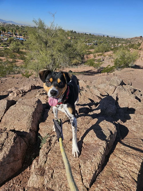 AVERY - Rat Terrier available for adoption