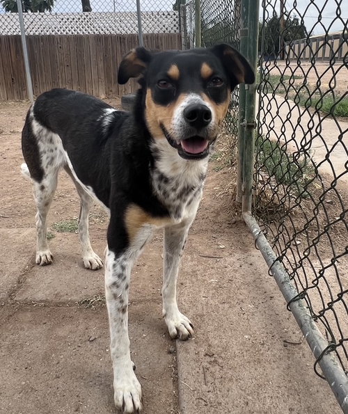 Avery, an adoptable Rat Terrier in phoenix, AZ