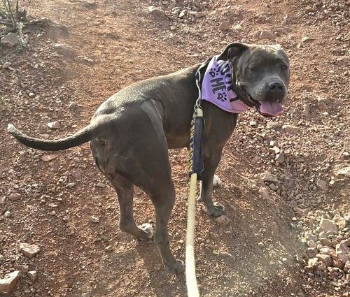 DIOR - American Pit Bull Terrier available for adoption